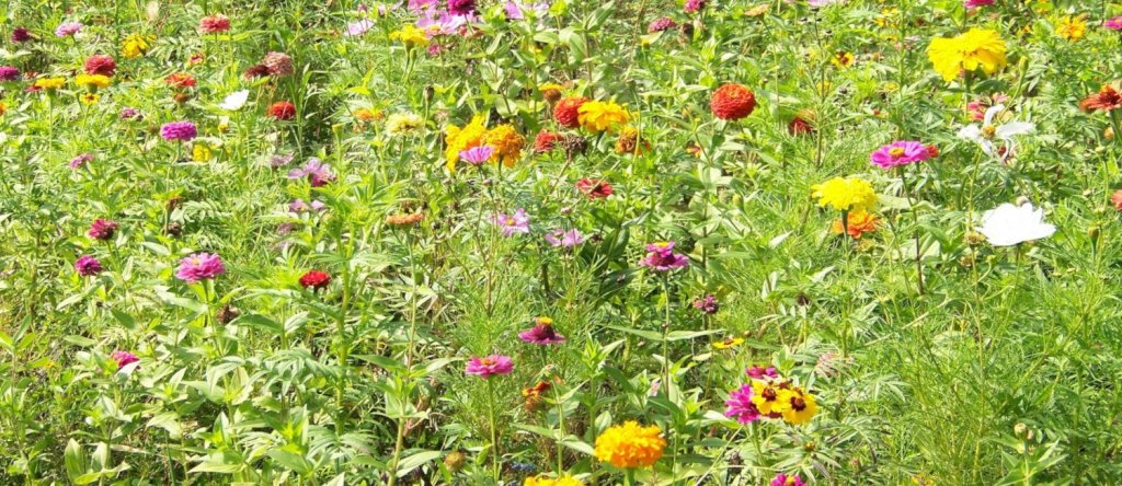 par terre de fleurs.