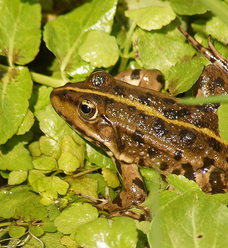 grenouille verte.