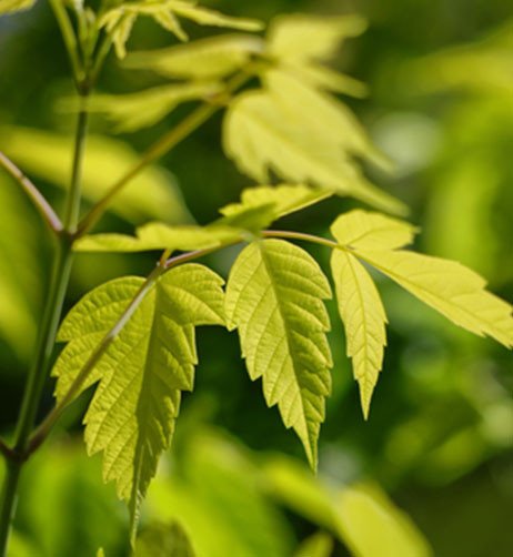feuille d"&eacute;rable.