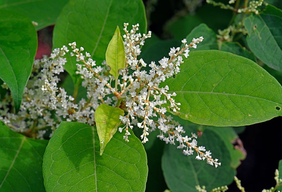 renou&eacute;e du Japon.