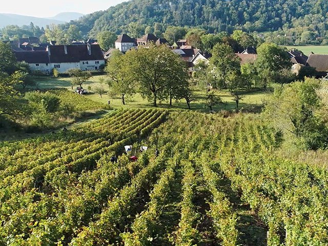 Vue a&eacute;rienne des vignes du domaine Hord&eacute;.